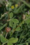 Persian clover